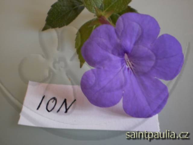 Iona
