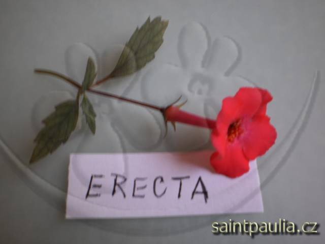 Achimenes erecta