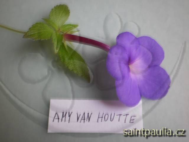 Ami Van Houtte