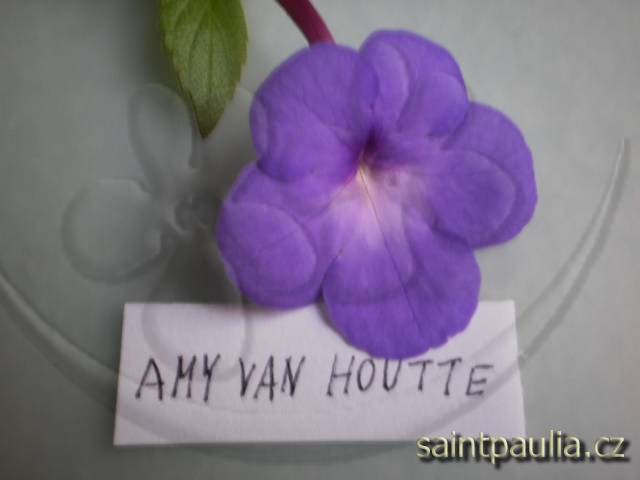 Ami Van Houtte