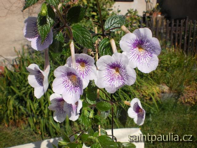 Snímek 009