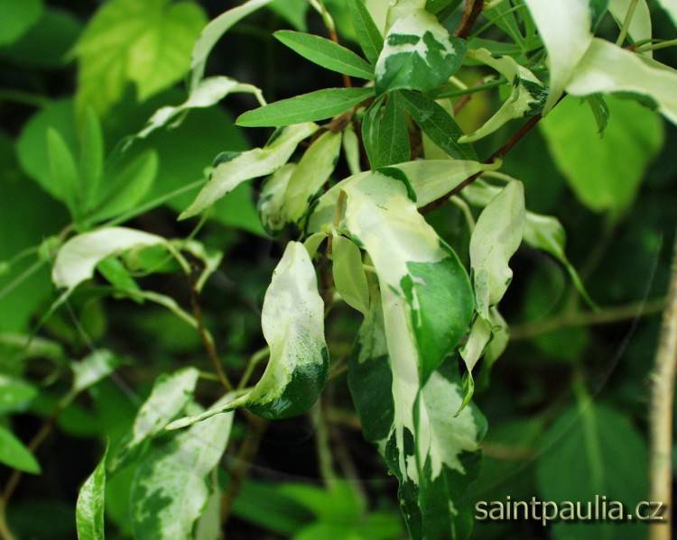 Ficus benjamina Curly