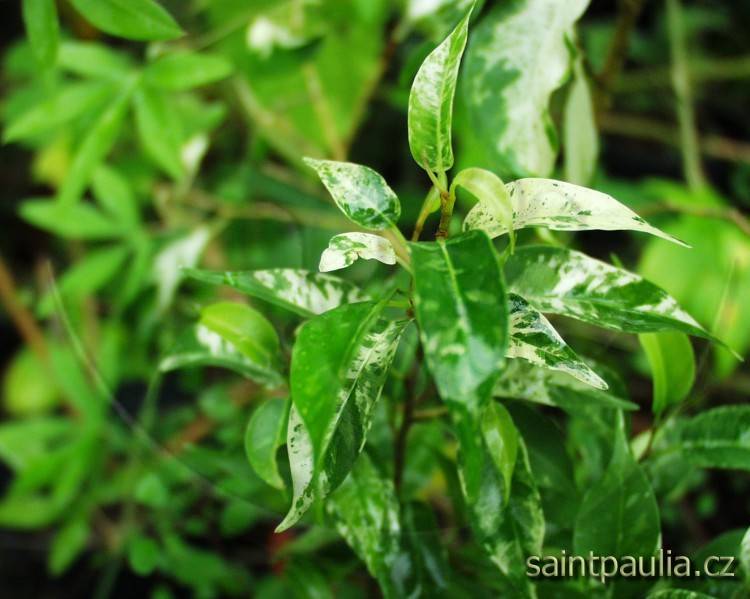 Ficus benjamina Safari
