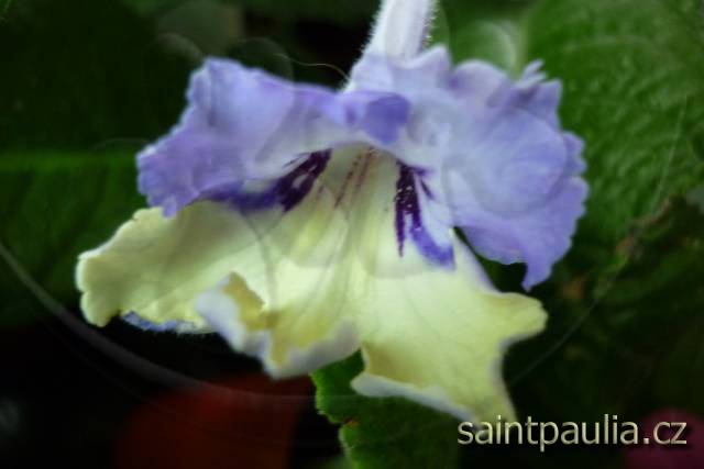 Harlequin Blue