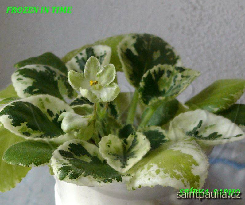 Frozen in Time