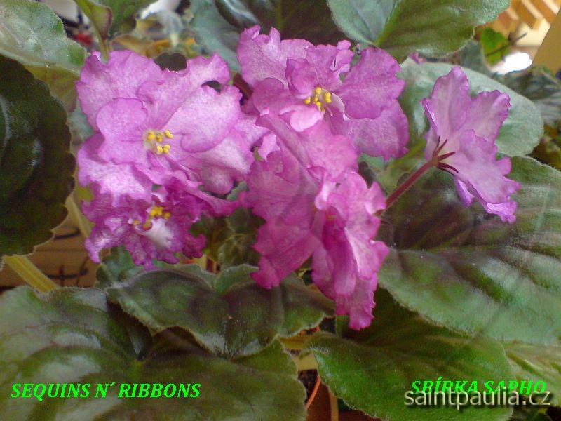 Sequins 'n' Ribbons