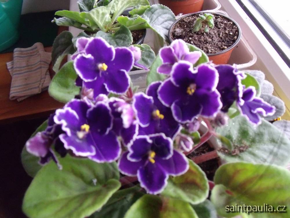 DSCF2429