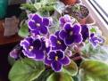 DSCF2429