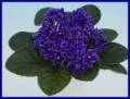 Butterfly blue