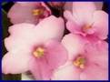 Trendy pink