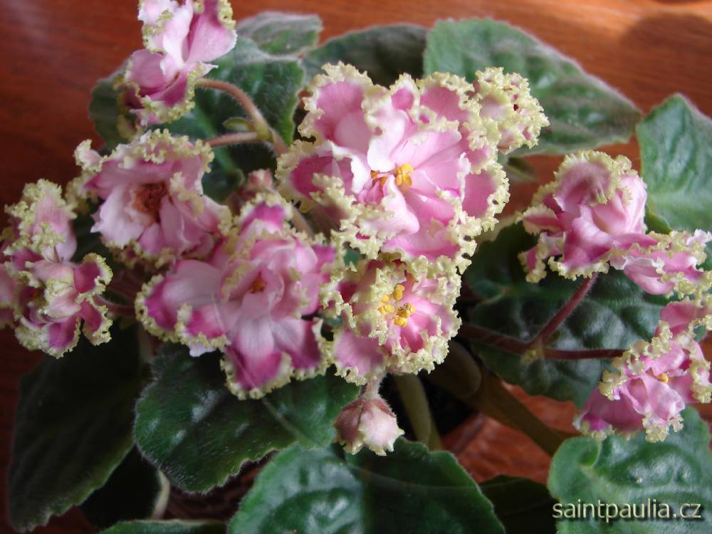 Zima Ulybaetsia
