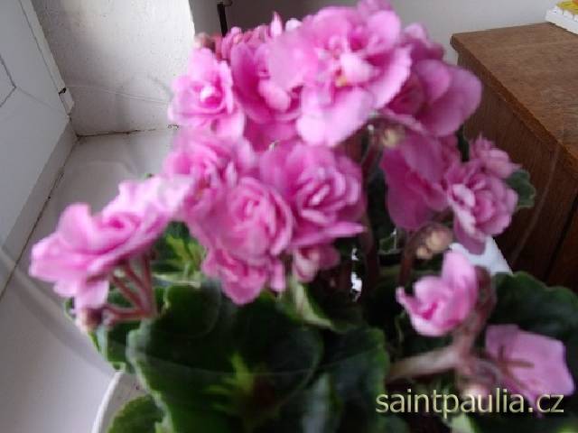 DSCF2612
