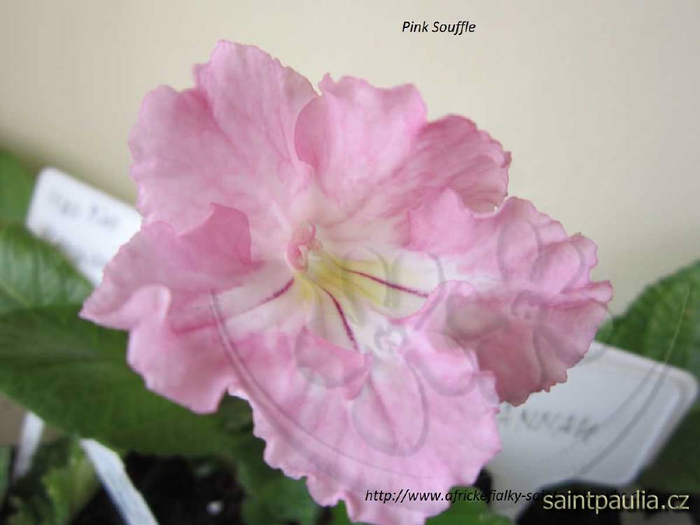 Pink Souffle