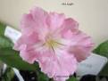 Pink Souffle