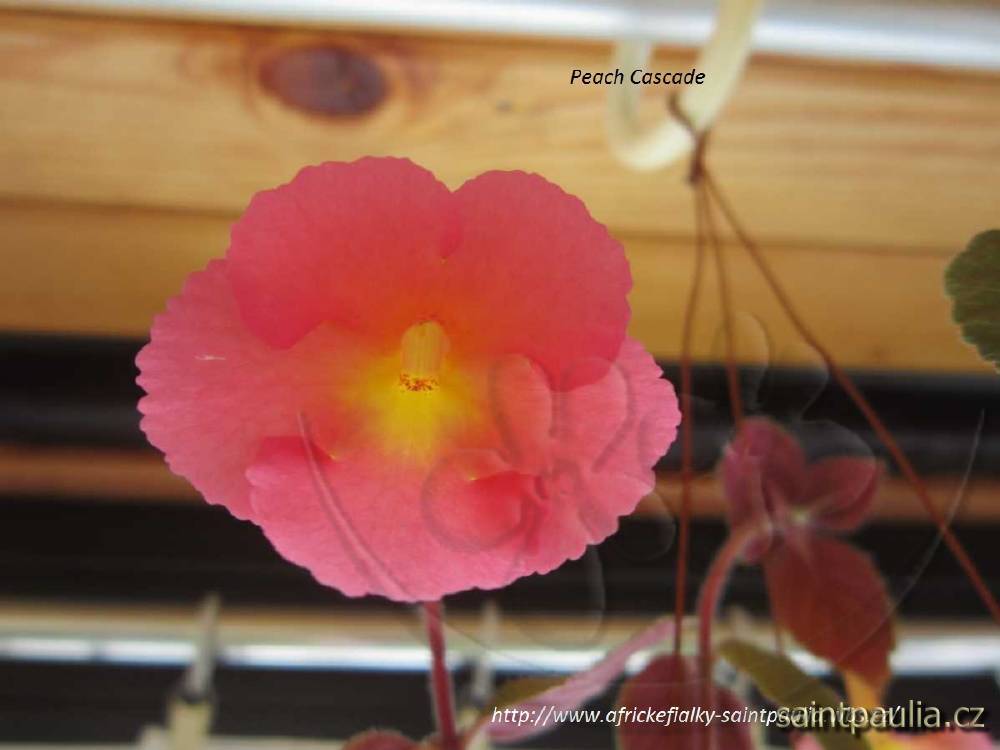 Peach Cascade