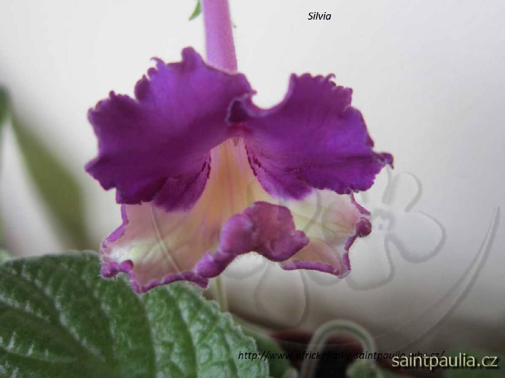 Silvia