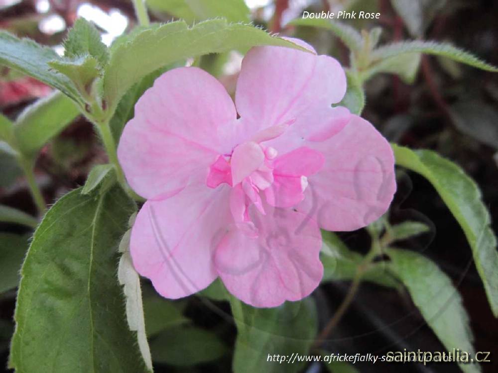 Double Pink Rose