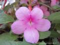 Peach Blossom