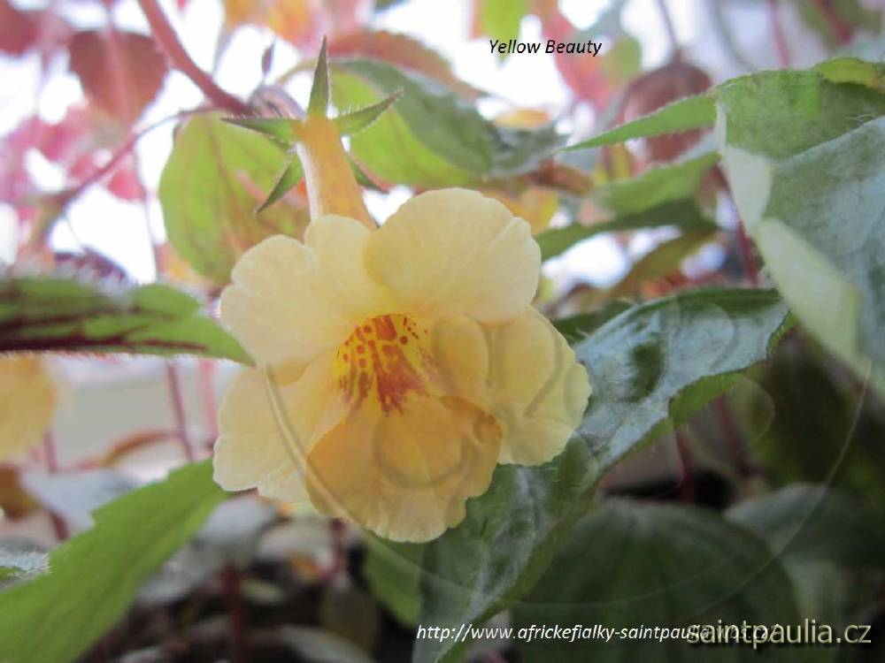 Yellow Beauty