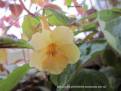 Yellow Beauty