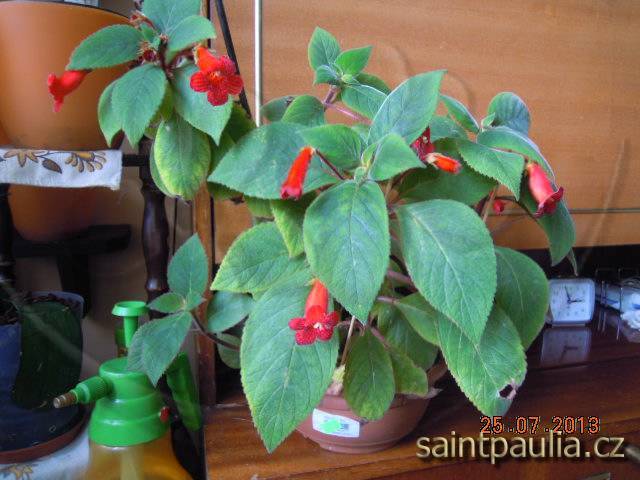 Kohleria eriantha
