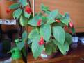 Kohleria eriantha