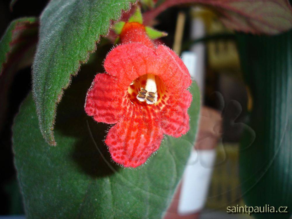 Kohleria eriantha