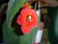 Kohleria eriantha