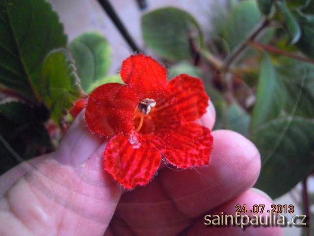 Kohleria eriantha