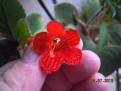 Kohleria eriantha