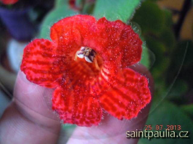 Kohleria eriantha