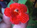 Kohleria eriantha