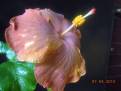 Antigue Treasure