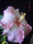 Think Pink