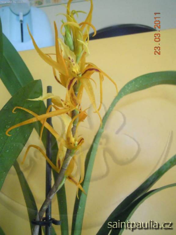 Brassia