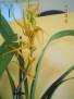 Brassia