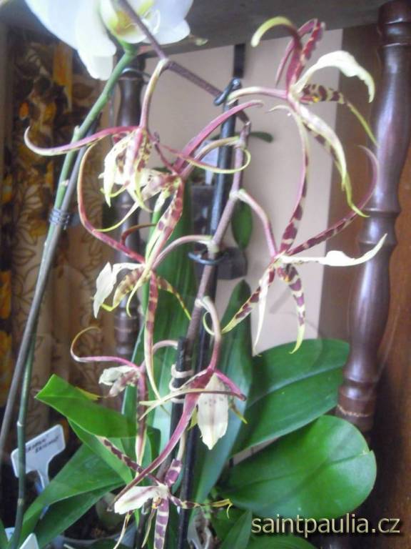 Brassidium