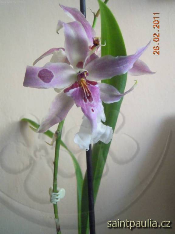 Beallara Peggy Ruth (cambrie)
