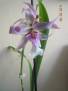 Beallara Peggy Ruth (cambrie)