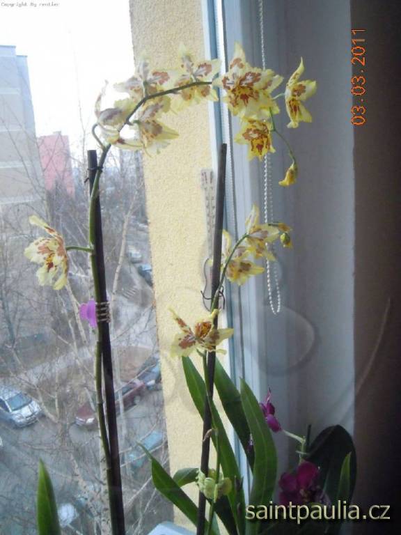 Cambrie žlutá Vuylstekeara x Wilsonara hybrid