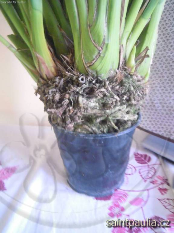 Cymbidium žluté - kořenový bal