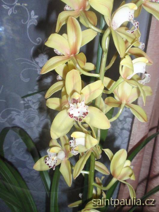 Cymbidium žluté