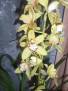 Cymbidium žluté