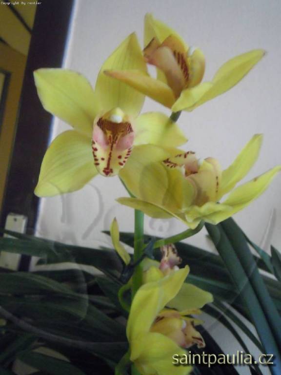 Cymbidium žluté