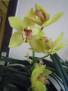 Cymbidium žluté