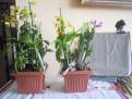 Dendrobia - pospolu a daří se jim