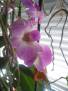 Dendrobium, asi Odra