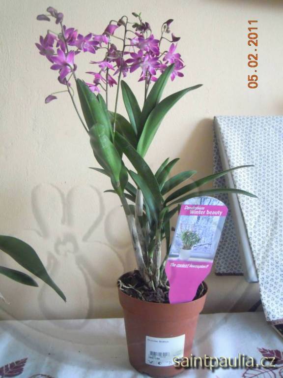 Dendrobium Winter Beauty - spíše Kingiana