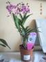 Dendrobium Winter Beauty - spíše Kingiana
