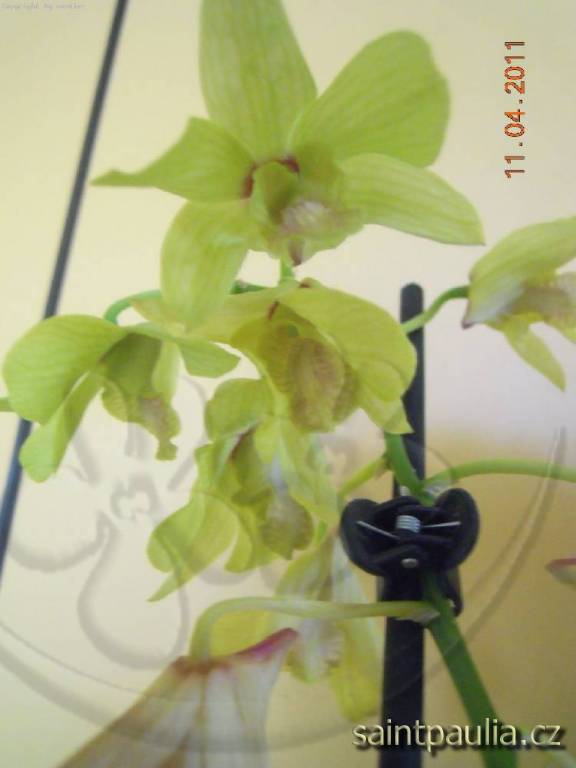 Dendrobium, zatím neznámé